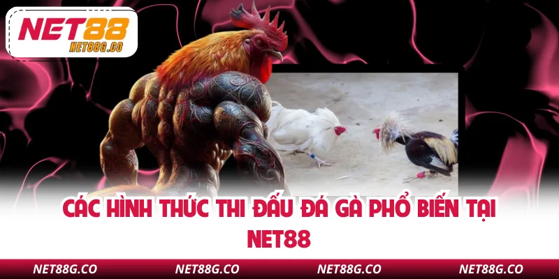 Các hình thức thi đấu đá gà phổ biến tại NET88